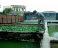 Bắc Ninh phát triển bền vững các mô hình nuôi ba ba thương phẩm