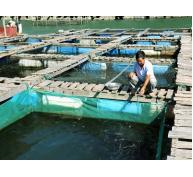HTX Nuôi trồng thủy sản Vân Hải (Vân Đồn, Quảng Ninh) hướng đến sản phẩm sạch