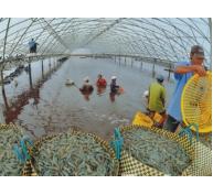 Phát triển bền vững nghề nuôi tôm ở đồng bằng sông Cửu Long