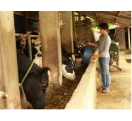 Tiếp vốn giúp nhà nông nuôi bò sữa