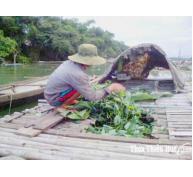 Thị xã Hương Trà, tỉnh Thừa Thiên Huế cá lồng giúp ổn định cuộc sống