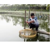 Hiệu quả từ nuôi cua biển ở Quảng Yên (Quảng Ninh)