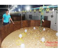 Hộ nuôi gà thu 5 triệu quả trứng/năm ở Quỳnh Lưu (Nghệ An)