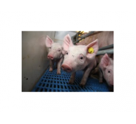Chăn nuôi lợn mà không cần dùng kháng sinh làm thế nào để làm được điều đó?