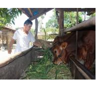 Phú Yên phát triển đàn bò lai cơ hội thoát nghèo cho đồng bào dân tộc thiểu số