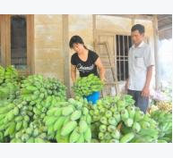 Mô hình trồng chuối tây thu trăm triệu đồng ở xã Kim Bình