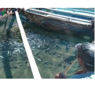 Kết luận vụ cá chết ở Vĩnh Tân (Bình Thuận)