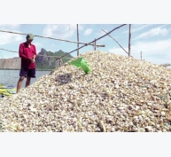 Kiên Giang: Nhanh chóng hỗ trợ hộ nuôi thủy sản