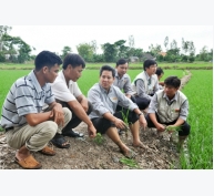 1.325 kỹ sư xuống đồng cùng nông dân trồng lúa sạch
