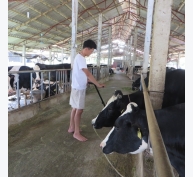 Mô hình cụm chăn nuôi bò sữa
