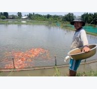 Lão nông canh con nước “độc” nuôi cá cảnh, thu cả trăm triệu/tháng