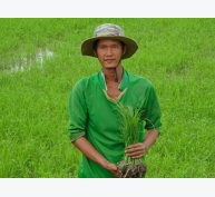 Chàng trai 9X quyết tâm bám đồng, trồng lúa không hóa chất