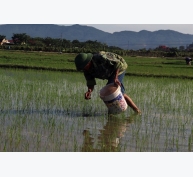 Nghệ An: Bùng phát sâu bệnh hại cây trồng