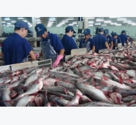 Hiệu quả từ nuôi cá tra theo hướng liên kết sản xuất