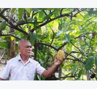 Thịnh suy cây ca cao trong vườn dừa ở Bến Tre