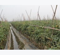 Kỹ thuật trồng cà chua ghép trái vụ ở đồng bằng sông Hồng