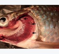 Nghiên cứu về phòng chống bệnh herpes do virus ở cá chép