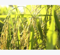 Cánh đồng 'một giống' giúp Mường Khương giữ giống lúa đặc sản