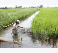 Mô hình luân canh lúa-tôm giúp nông dân vượt khó