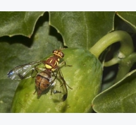 Biện pháp xử lý ruồi gây hại trên bưởi