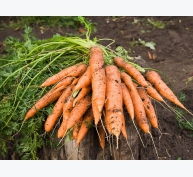 Mẹo trồng cà rốt trong thùng xốp cho năng suất cao