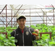 Thành công trồng dâu tây hữu cơ của kỹ sư “9X”