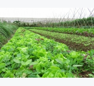 Các biện pháp quản lý sâu và dịch hại trong sản xuất rau hữu cơ