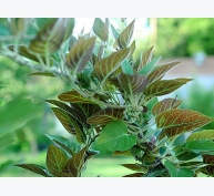 Hướng dẫn trồng rau mơ lông trị “bách bệnh”