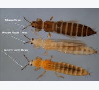 Biện pháp phòng trừ bọ trĩ hữu hiệu mùa khô nóng cho nhóm bầu bí