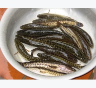 Hỏi - Đáp nuôi trồng thủy sản tháng 5 (Phần 4)