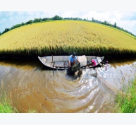 Triển vọng từ mô hình tôm sinh thái - lúa an toàn