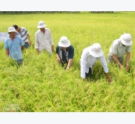 Phân lân nung chảy Ninh Bình cải tạo đất phèn, mặn sản xuất lúa