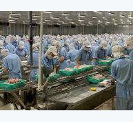 Thị trường hưng thịnh cho cá tra fillet Việt Nam tại Trung Quốc