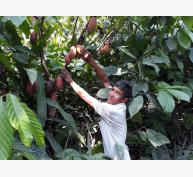 Hiệu quả từ trồng ca cao xen trong vườn dừa tại Vĩnh Long