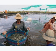 Làm bể lót bạt nuôi tôm thẻ dày đặc, dân trúng lớn tại Kiên Giang