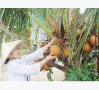 Thu nhập hàng trăm triệu đồng/năm nhờ trồng dừa