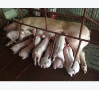 Kinh nghiệm chăm sóc lợn con sau sinh