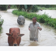 Biện pháp chăm sóc và phòng bệnh cho gia súc, gia cầm trước, trong và sau mùa mưa bão