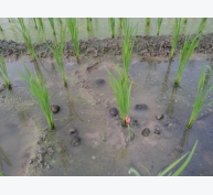 Biện pháp phòng trừ cỏ dại, ốc bươu vàng hại lúa mùa năm 2020
