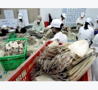 Nguyên nhân nào khiến xuất khẩu mực, bạch tuộc sang thị trường Hàn Quốc giảm sâu?