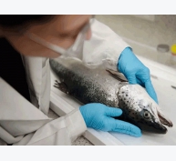 Scotland tìm ra kỹ thuật chi phí thấp để chọn lọc nhân tạo cá hồi