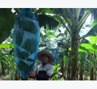 Trồng xen chuối già Nam Mỹ trong vườn cao su cho năng suất cao