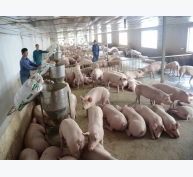 Hướng dẫn tái đàn trong chăn nuôi lợn