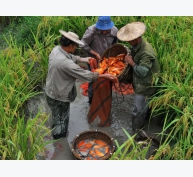 Bài học từ Trung Quốc - Quê hương của nuôi trồng thủy sản tổng hợp