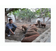 Thúc Đẩy Phát Triển Đàn Lợn Nái Của Tỉnh Bắc Kạn