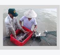 Sinh Sản Nhân Tạo Thành Công Giống Cá Lăng Đuôi Đỏ Tại Phú Yên