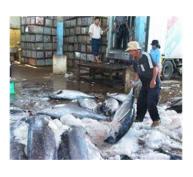 Bàn Giải Pháp Hạn Chế Tổn Thất Chất Lượng Cá Ngừ Đại Dương Của Nghề Câu Đèn