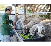 Nuôi Vỗ Béo Dê Cừu, Cách Làm Mới Của Các Gia Trại Ở Ninh Phước
