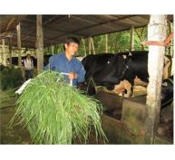 Hợp Tác Xã Bò Sữa Long Tân (Dầu Tiếng) Đồng Hành Cùng Người Chăn Nuôi