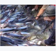 Giá Cá Tra Giảm, Người Nuôi Tiếp Tục Lỗ Tới 2.000 Đồng/kg